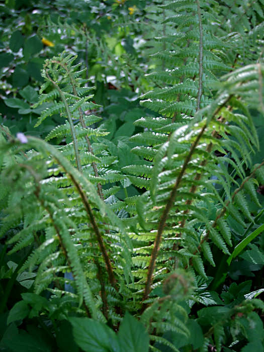 Dryopteris crassirhizoma