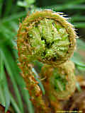 Dryopteris filix-mas