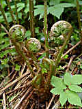 Dryopteris filix-mas