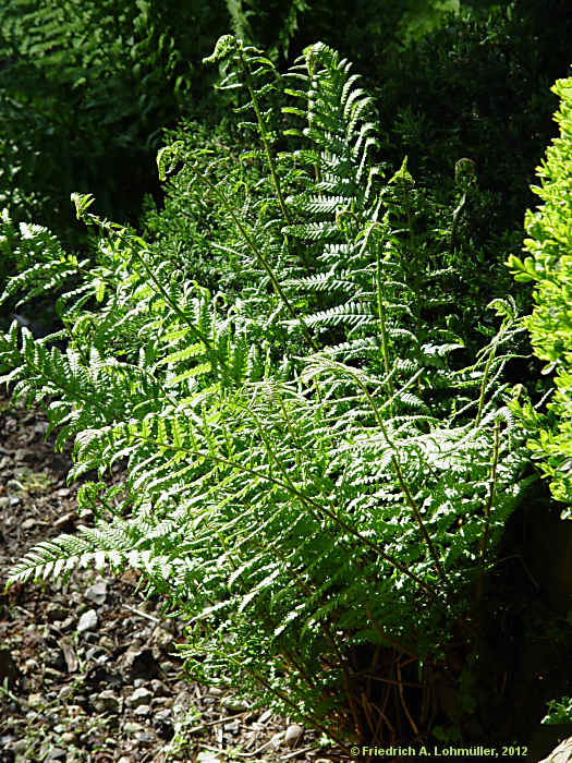 Dryopteris filix-mas