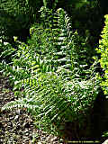 Dryopteris filix-mas