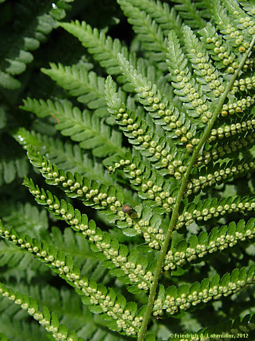 Dryopteris filix-mas