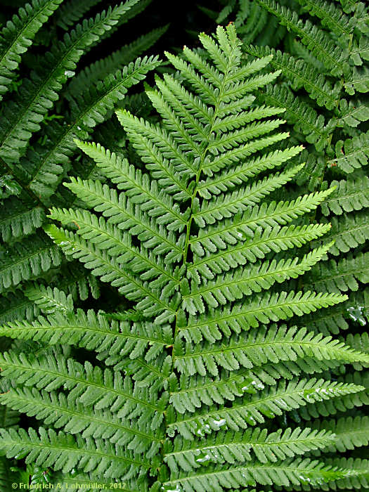 Dryopteris filix-mas