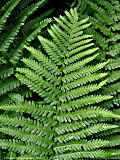 Dryopteris filix-mas