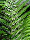 Dryopteris filix-mas