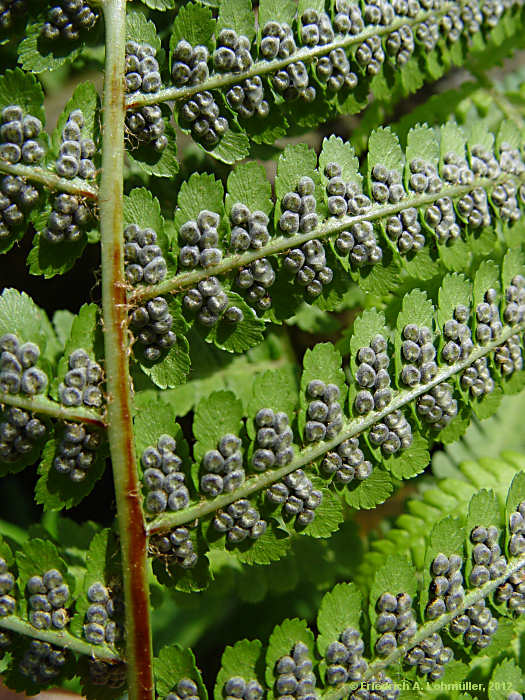 Dryopteris filix-mas