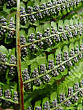 Dryopteris filix-mas