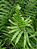 Dryopteris filix-mas