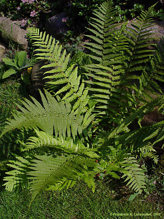 Dryopteris filix-mas
