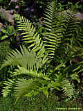 Dryopteris