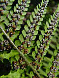 Dryopteris filix-mas