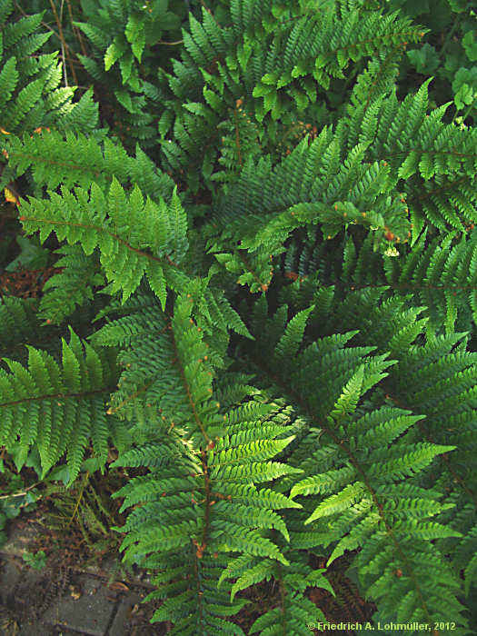 Dryopteris filix-mas