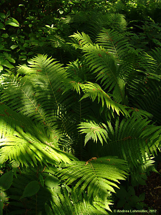 Dryopteris filix-mas