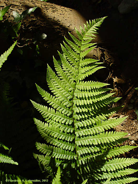 Dryopteris filix-mas