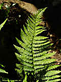 Dryopteris filix-mas