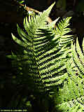 Dryopteris filix-mas