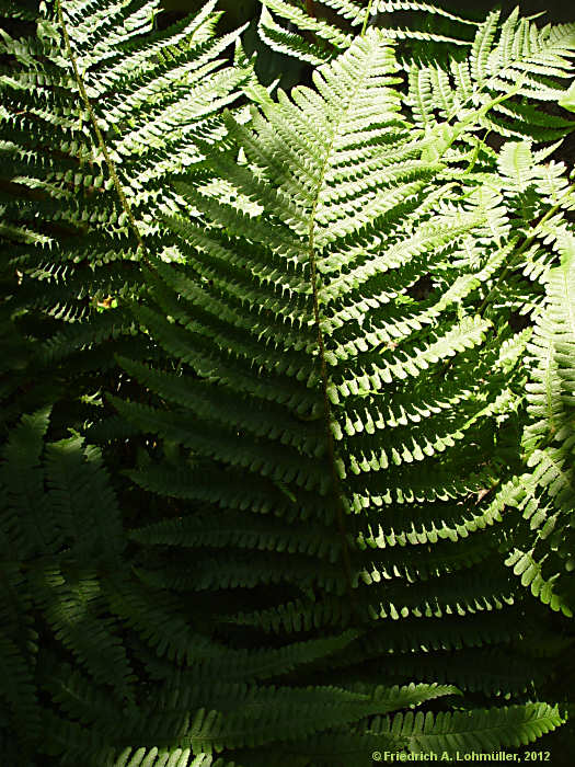 Dryopteris filix-mas
