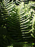 Dryopteris filix-mas