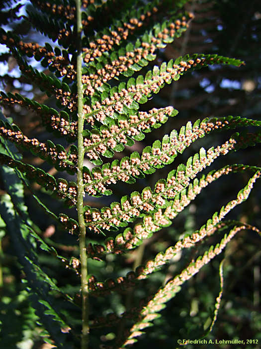 Dryopteris filix-mas