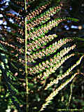 Dryopteris filix-mas