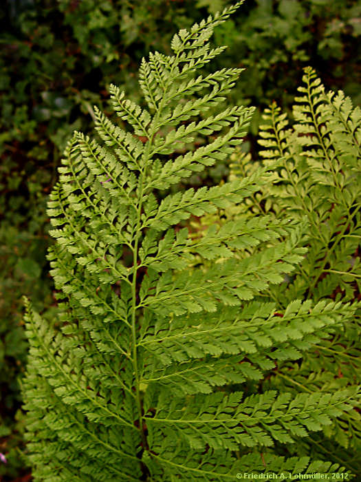 Dryopteris standishii