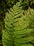 Dryopteris standishii