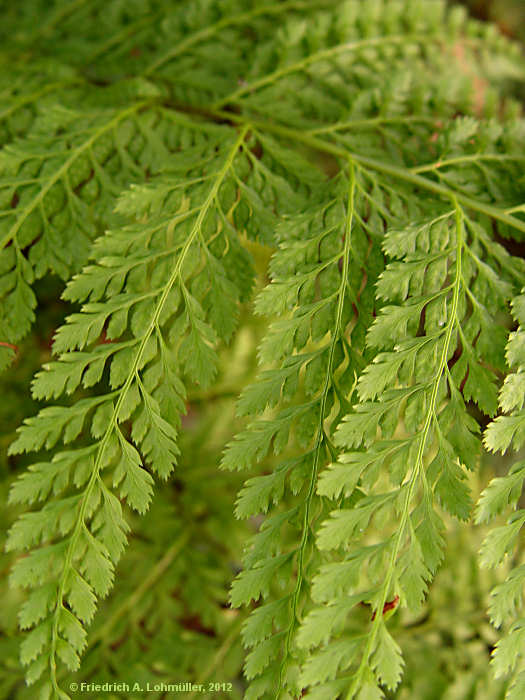 Dryopteris standishii