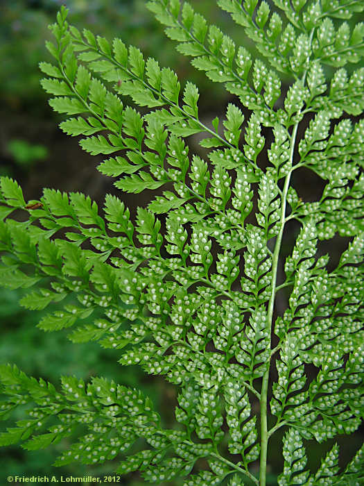 Dryopteris standishii