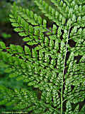 Dryopteris