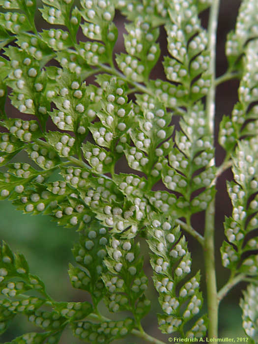 Dryopteris standishii