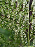 Dryopteris standishii