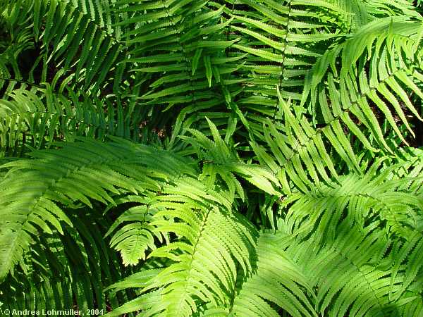 Dryopteris atrata