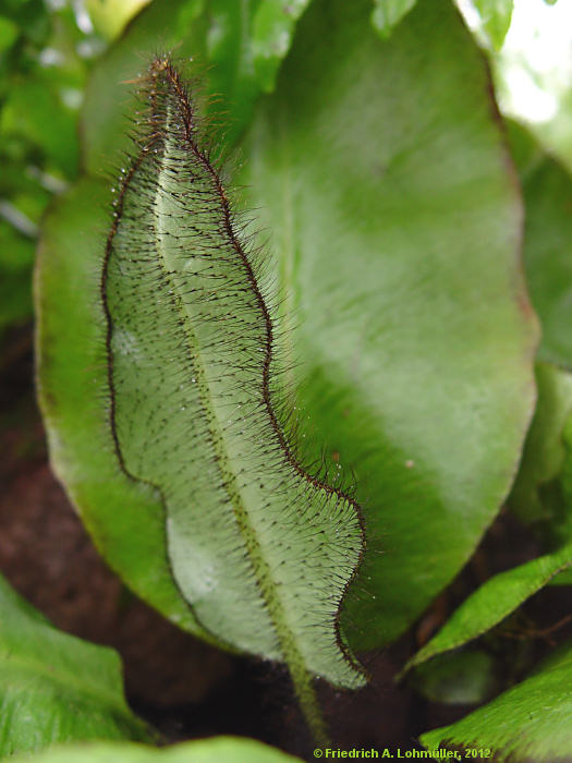 Elaphoglossum crinitum