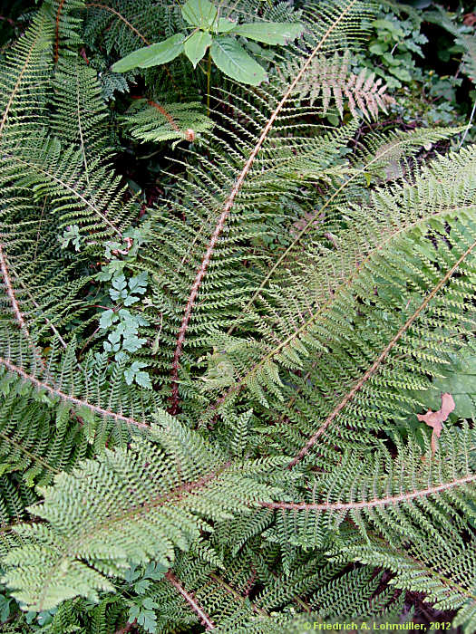 Polystichum setiferum