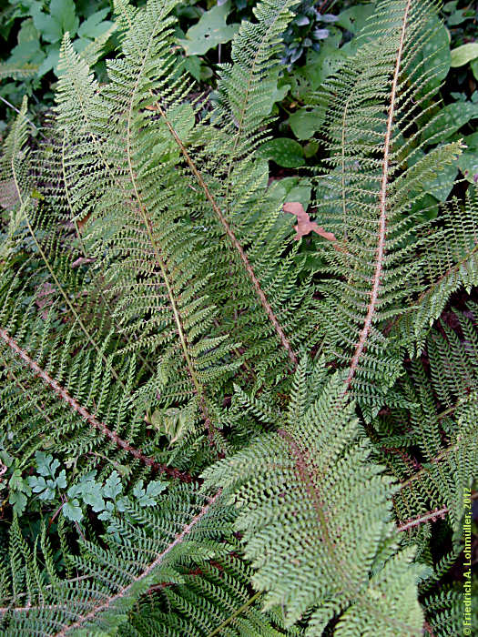 Polystichum setiferum