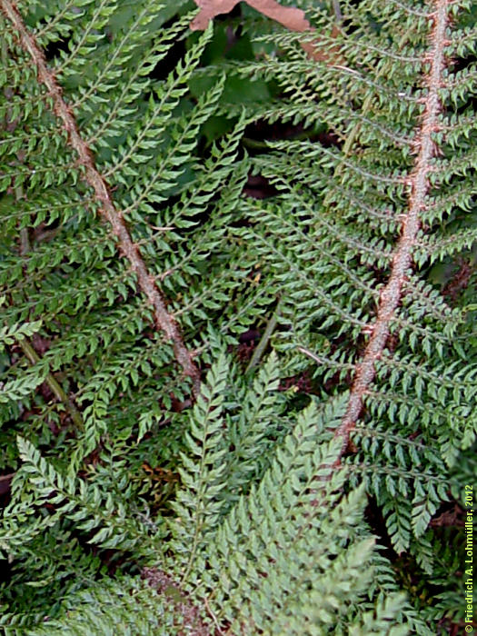 Polystichum setiferum