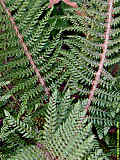 Polystichum