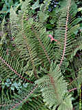 Polystichum setiferum 