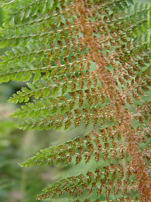 Polystichum setiferum