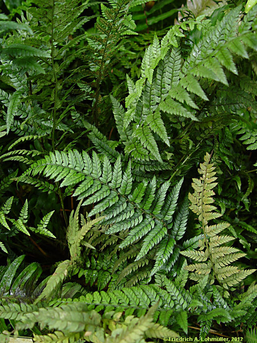Polystichum tsus-simense