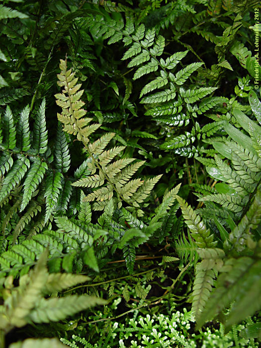 Polystichum tsus-simense