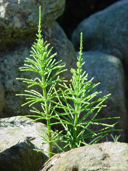 Equisetum avarense