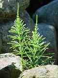 Equisetum arvense