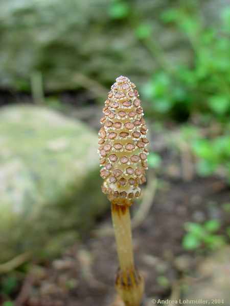Equisetum avarense