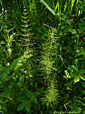 Equisetum arvense