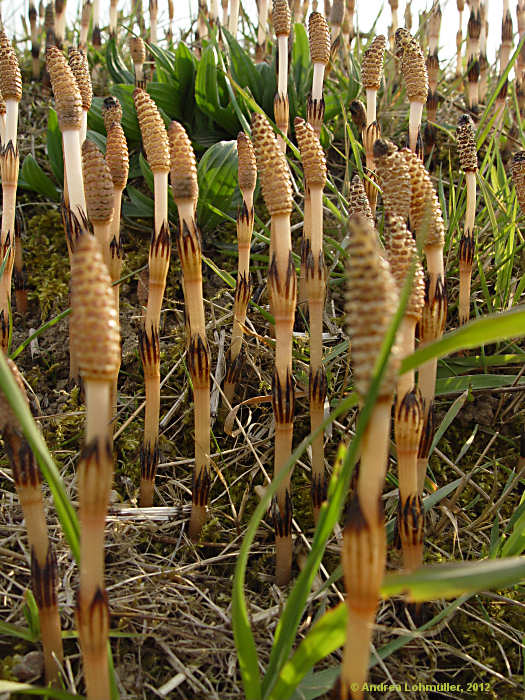 Equisetum avarense