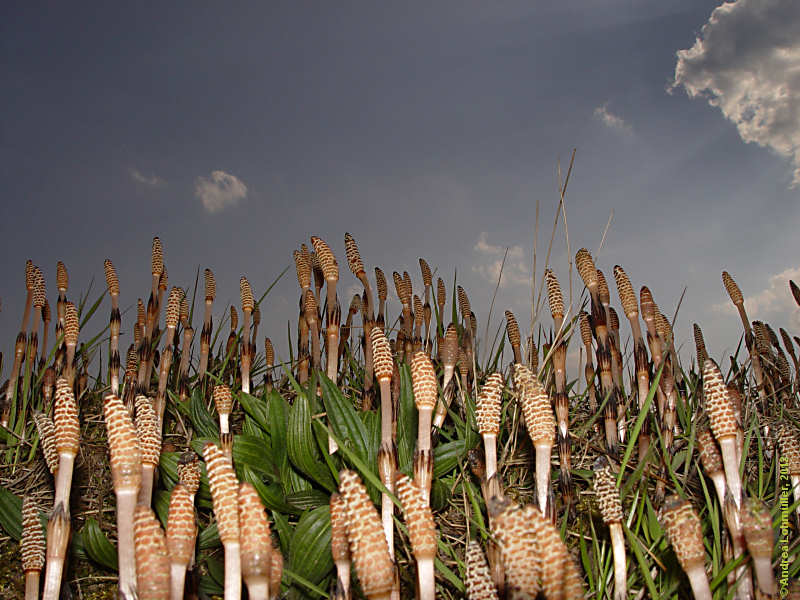 Equisetum avarense