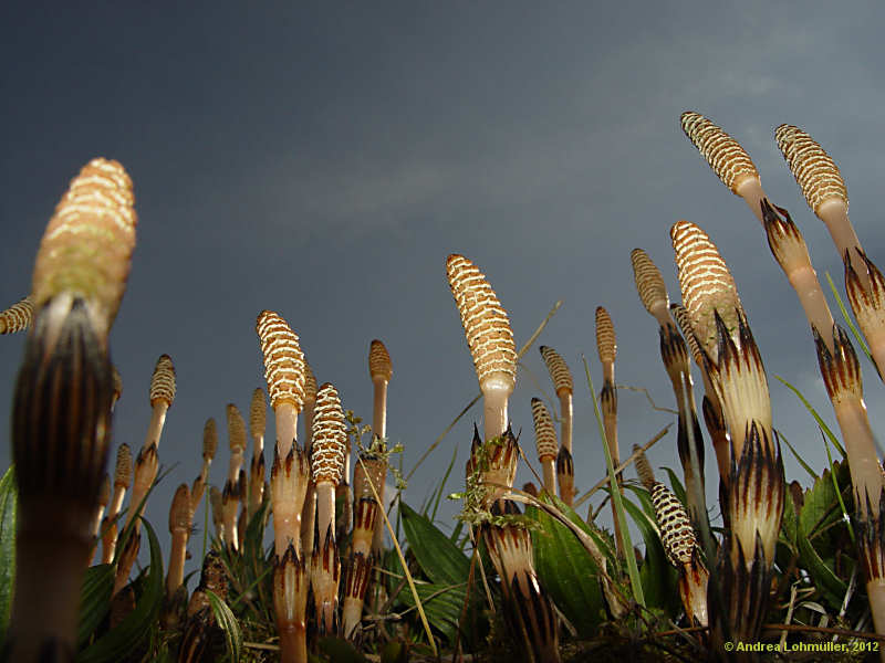 Equisetum avarense