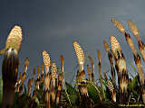 Equisetum arvense