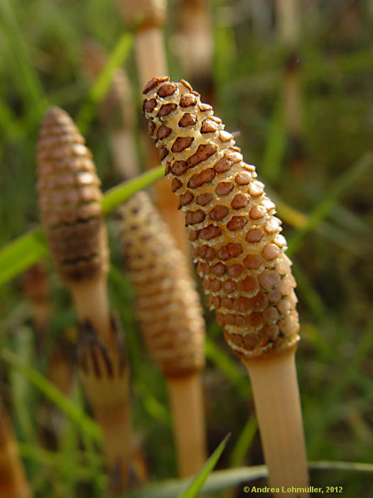 Equisetum avarense